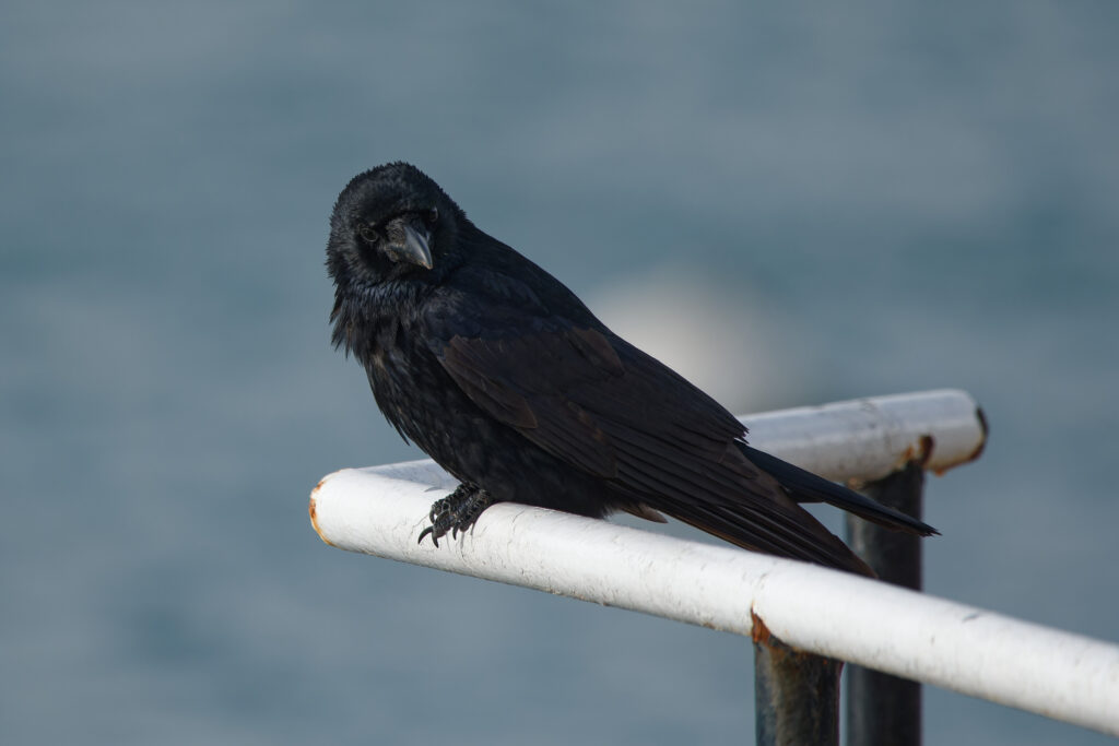 Photo of Carrion Crow